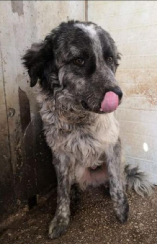 Yali 5anni salvato da 1lager 2anni fa  GARLASCO Foto 5