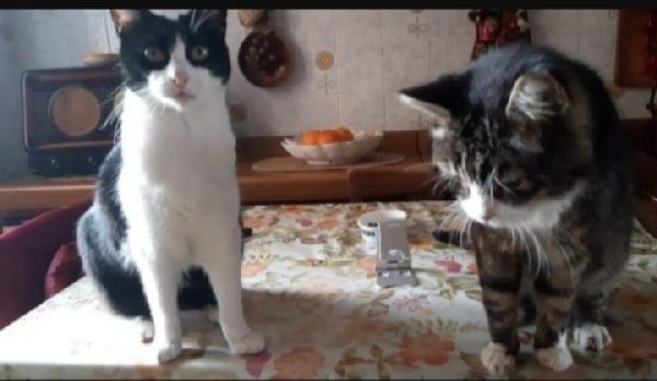 2Mici Anziani Urgono Casa! Pavia