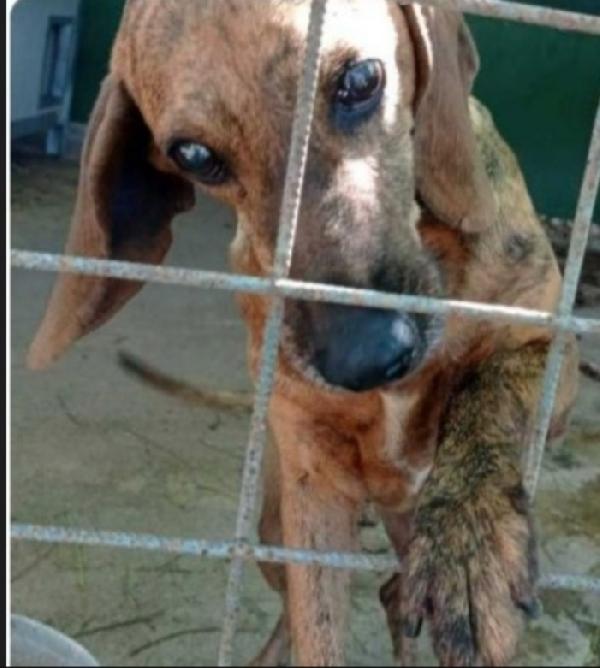 Iron segugio 8/9anni diventato cieco in canile( perché non curato!) Foto 3