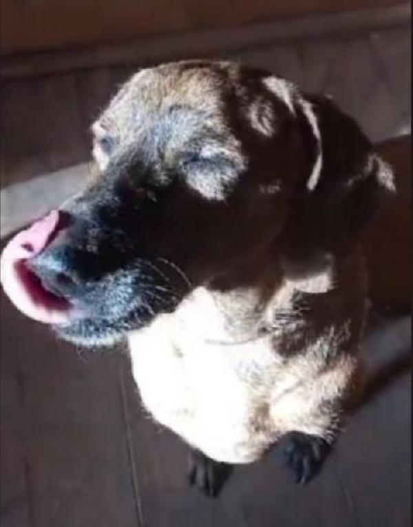 Iron segugio 8/9anni diventato cieco in canile( perché non curato!) Foto 4