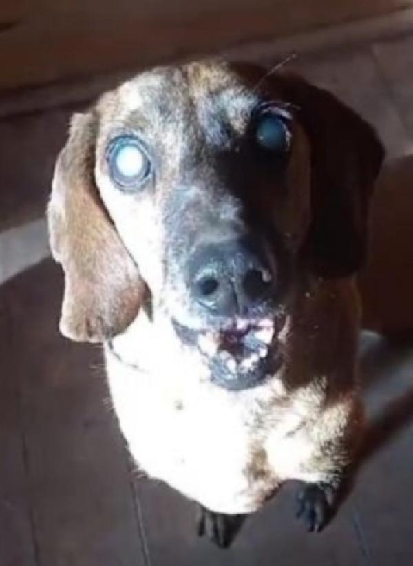 Iron segugio 8/9anni diventato cieco in canile( perché non curato!) Foto 5