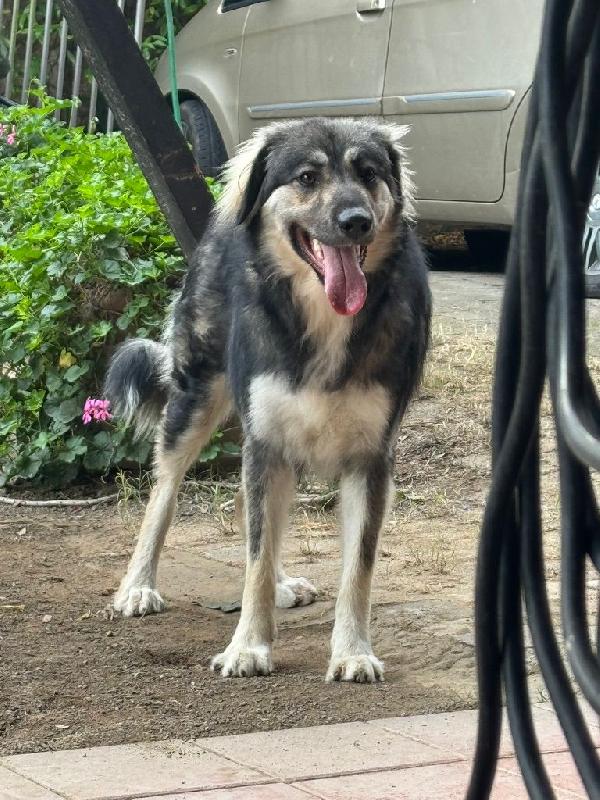 Cora: giovane pastorina taglia grande  Foto 4