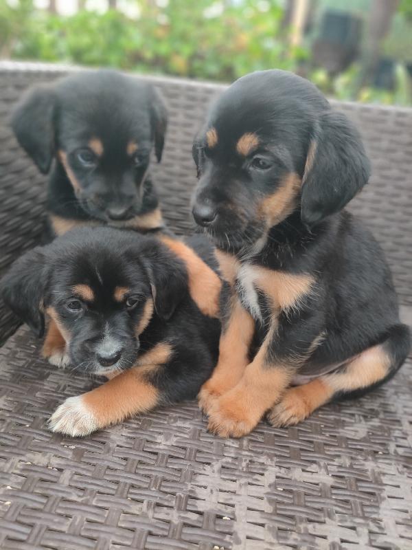 Cuccioli Di Cane Cercano Casa