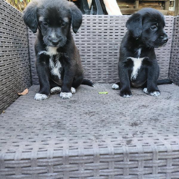 Cuccioli di cane cercano casa Foto 2