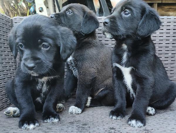 Cuccioli di cane cercano casa Foto 3