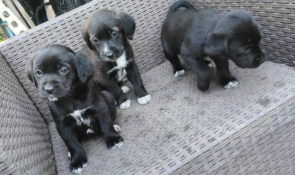 Cuccioli di cane cercano casa Foto 4