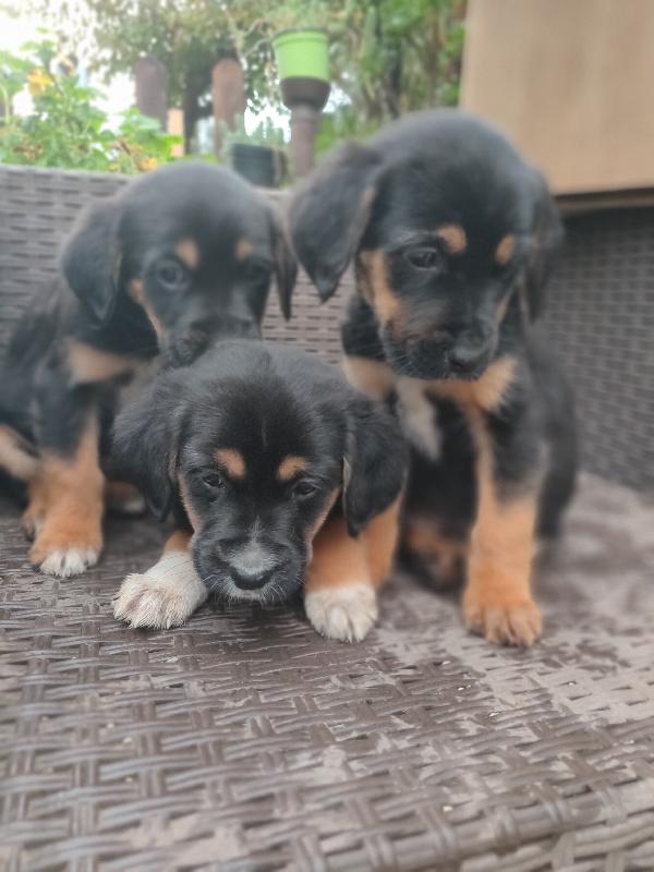 Cuccioli di cane cercano casa Foto 5