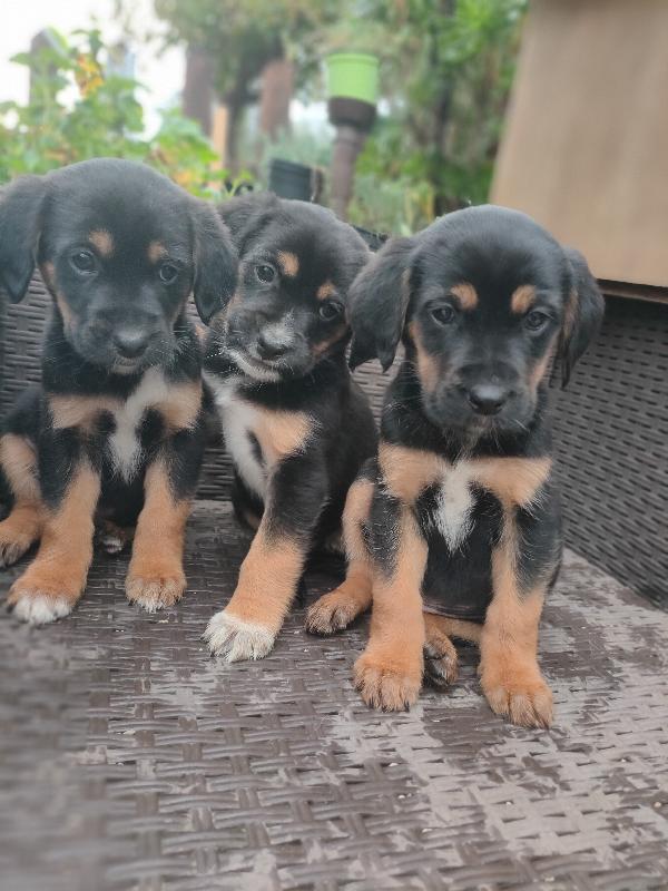 Cuccioli di cane cercano casa Foto 6