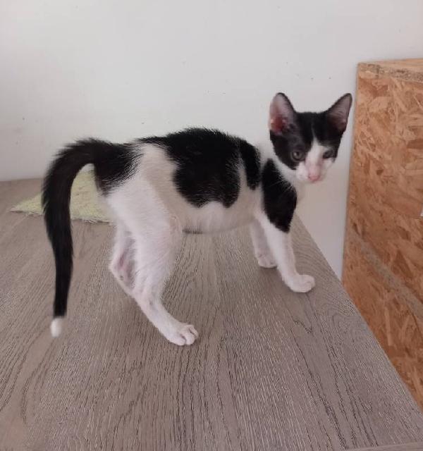 LUPIN, dolce micino da adottare! Foto 4