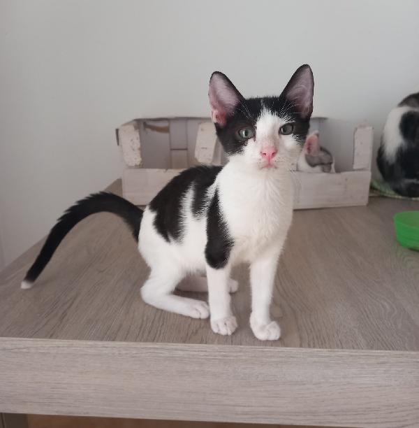 LUPIN, dolce micino da adottare! Foto 5