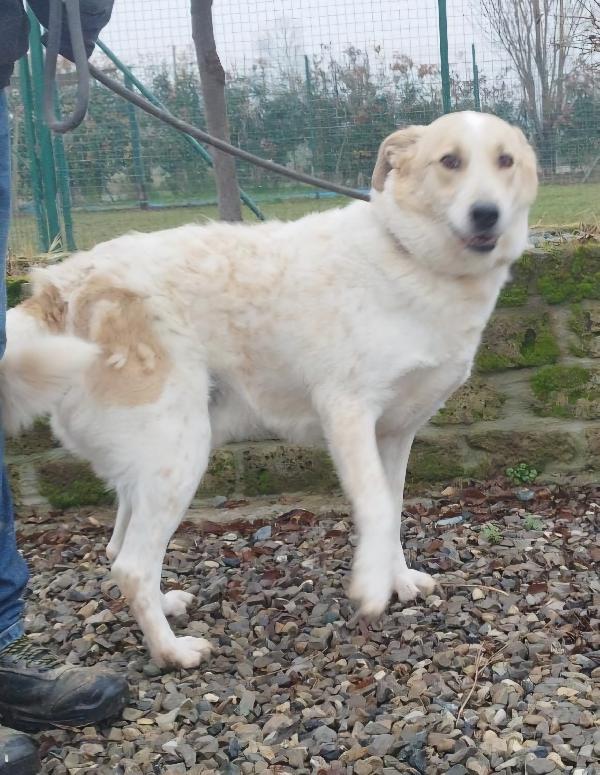 Bob Adulto Cane Maschio In Adozione