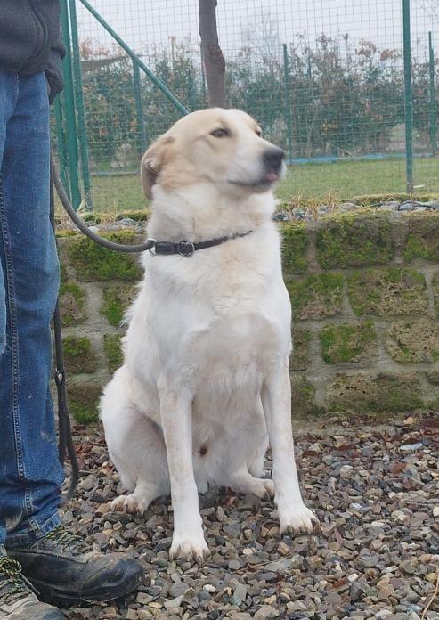 Bob adulto cane maschio in adozione Foto 2