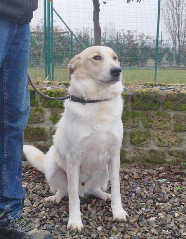 Bob adulto cane maschio in adozione Foto 3