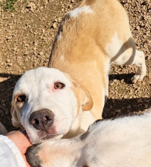 Greta Deve Uscire Dalcanile.adottabile In Tutta Italia!