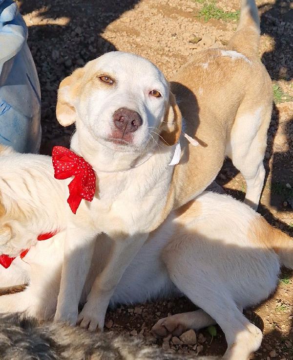 GRETA DEVE USCIRE DALCANILE.ADOTTABILE IN TUTTA ITALIA! Foto 2