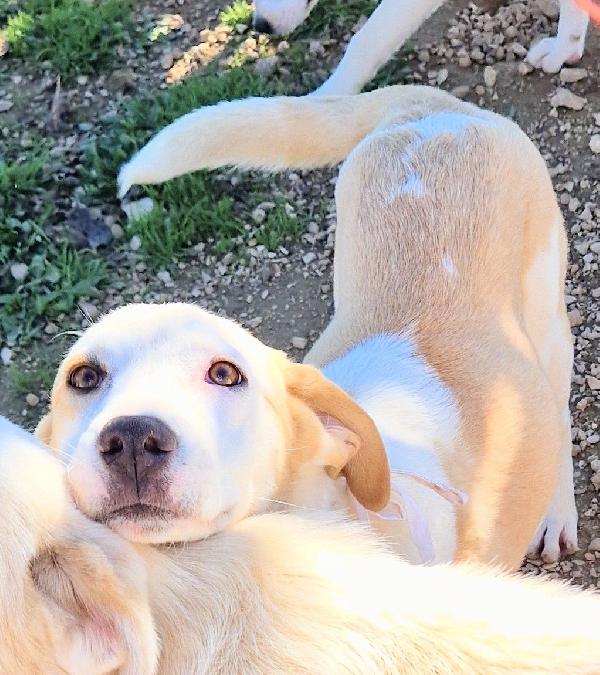 GRETA DEVE USCIRE DALCANILE.ADOTTABILE IN TUTTA ITALIA! Foto 3