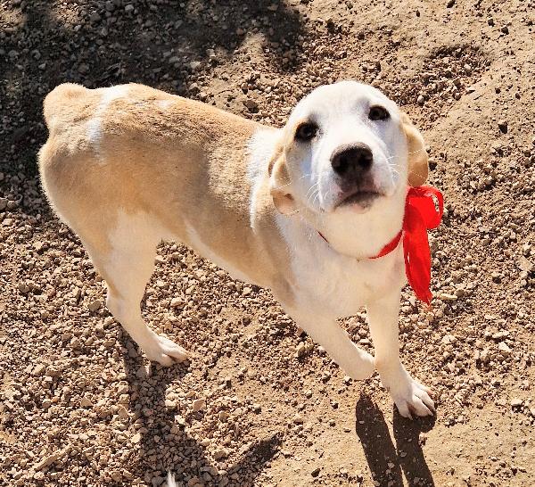GRETA DEVE USCIRE DALCANILE.ADOTTABILE IN TUTTA ITALIA! Foto 4
