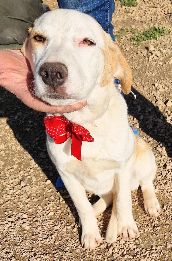 GRETA DEVE USCIRE DALCANILE.ADOTTABILE IN TUTTA ITALIA! Foto 5