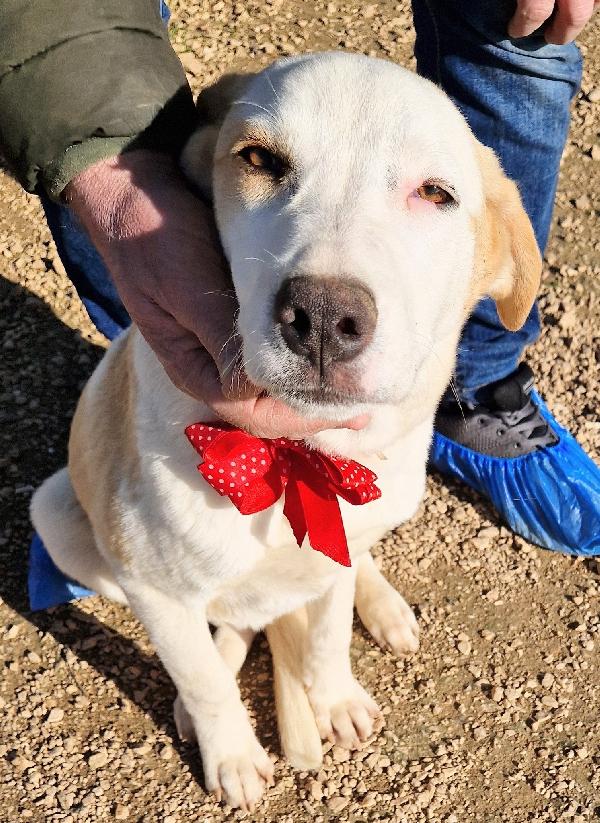 GRETA DEVE USCIRE DALCANILE.ADOTTABILE IN TUTTA ITALIA! Foto 6