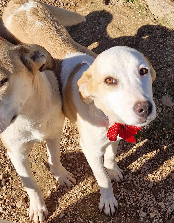 GRETA DEVE USCIRE DALCANILE.ADOTTABILE IN TUTTA ITALIA! Foto 8