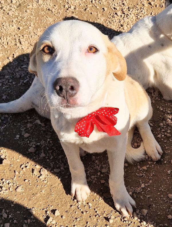 GRETA DEVE USCIRE DALCANILE.ADOTTABILE IN TUTTA ITALIA! Foto 7