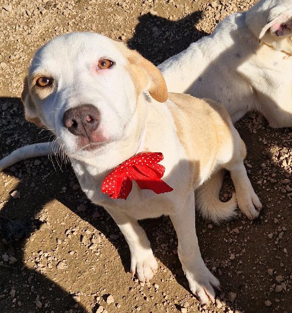 GRETA DEVE USCIRE DALCANILE.ADOTTABILE IN TUTTA ITALIA! Foto 9