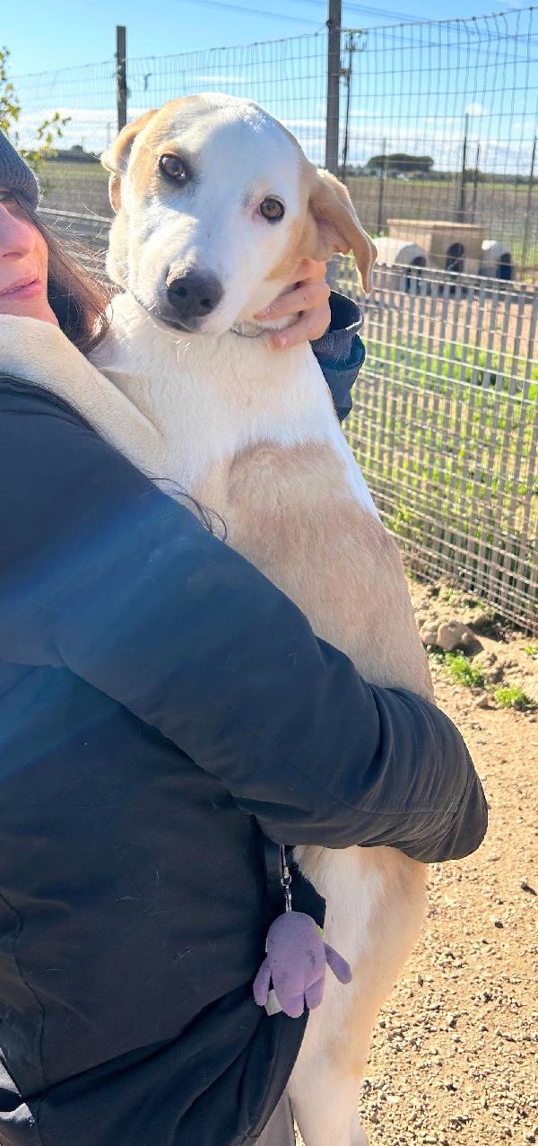 GRETA DEVE USCIRE DALCANILE.ADOTTABILE IN TUTTA ITALIA! Foto 10