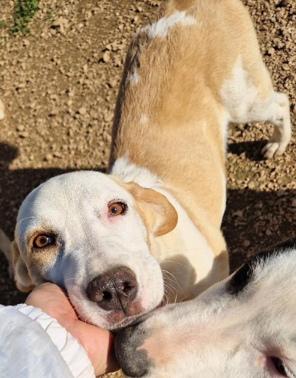 GRETA DEVE USCIRE DALCANILE.ADOTTABILE IN TUTTA ITALIA! Foto 11