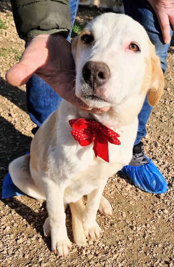 GRETA DEVE USCIRE DALCANILE.ADOTTABILE IN TUTTA ITALIA! Foto 12