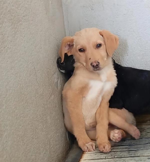 Caramel, Taglia Media! 