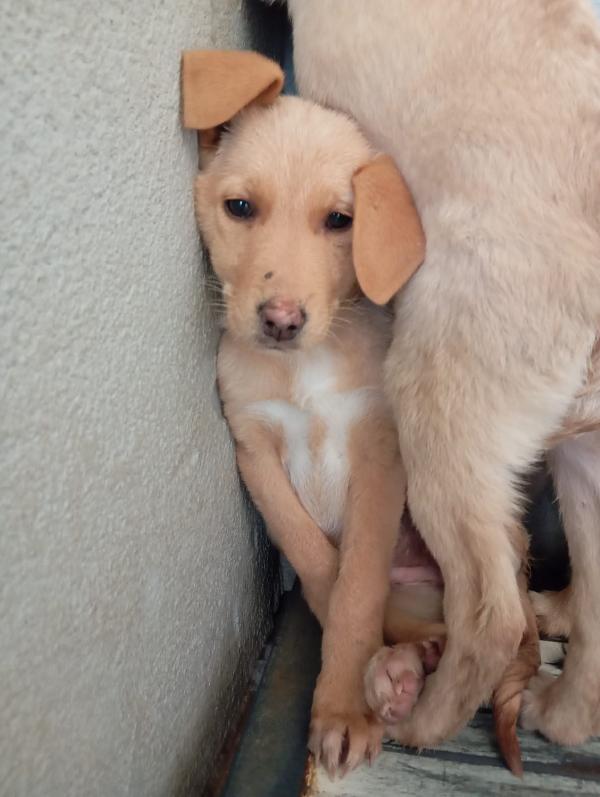 Caramel, taglia media!  Foto 2