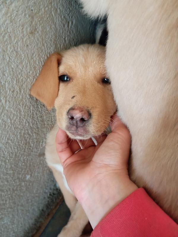 Caramel, taglia media!  Foto 3