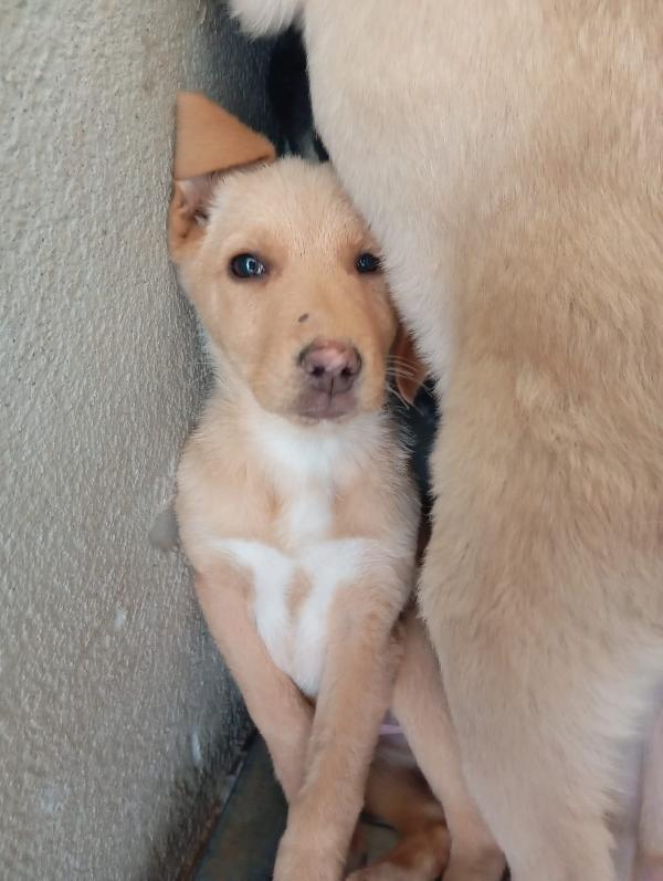 Caramel, taglia media!  Foto 4