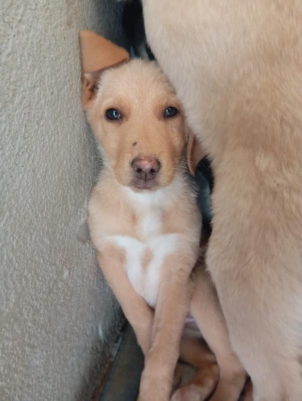 Caramel, taglia media!  Foto 5