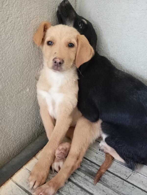 Caramel, taglia media!  Foto 6