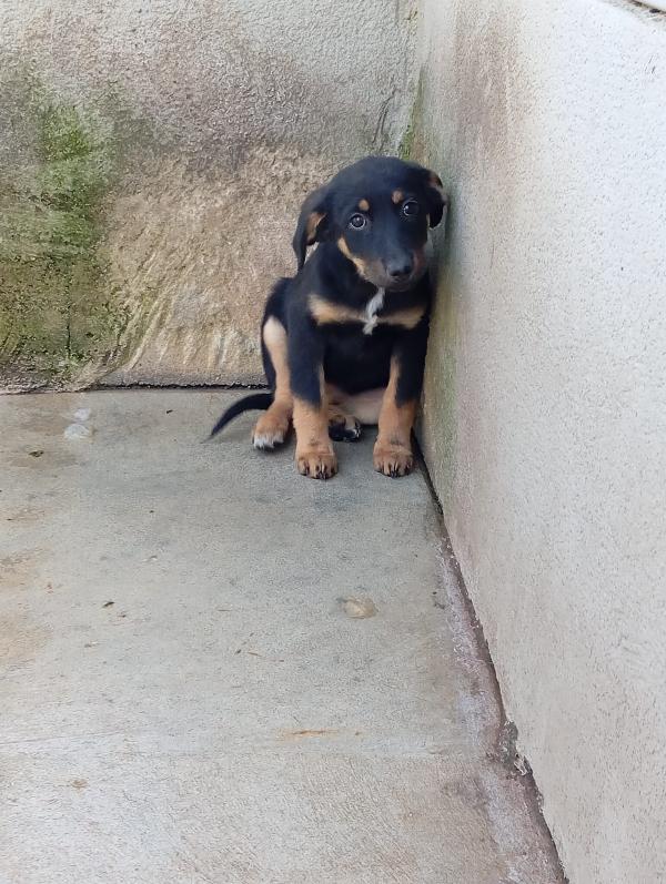 Clyo, taglia media!  Foto 2