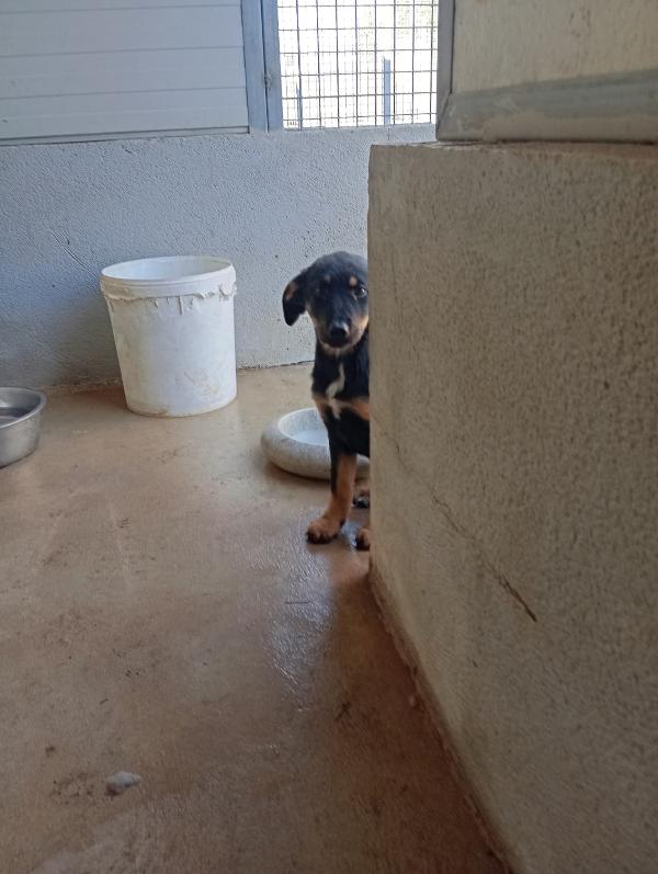 Clyo, taglia media!  Foto 3