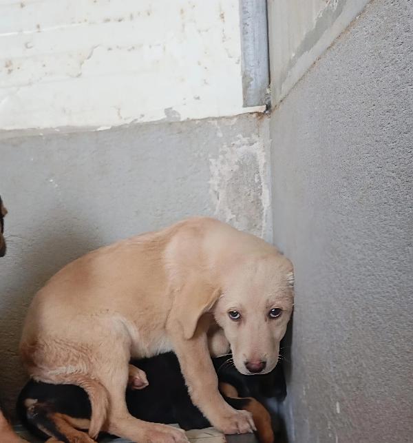 Honey, Taglia Media! (25Kg)