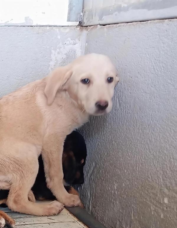 Honey, taglia media! (25kg) Foto 2