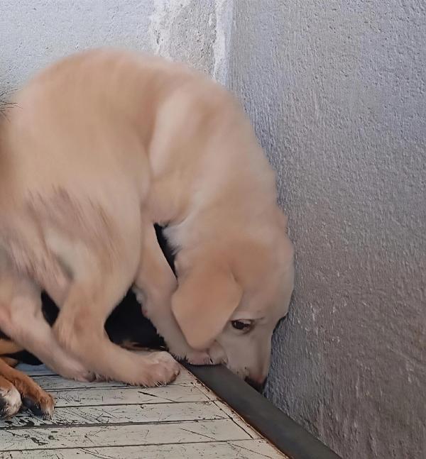 Honey, taglia media! (25kg) Foto 3