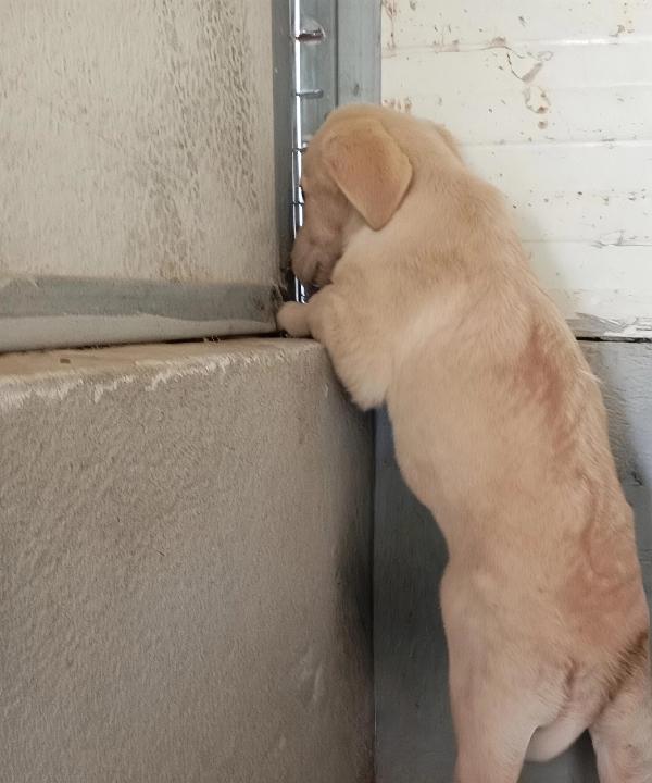 Honey, taglia media! (25kg) Foto 4