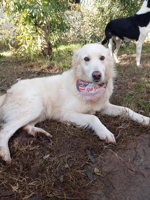 Vanda, Taglia Media! 