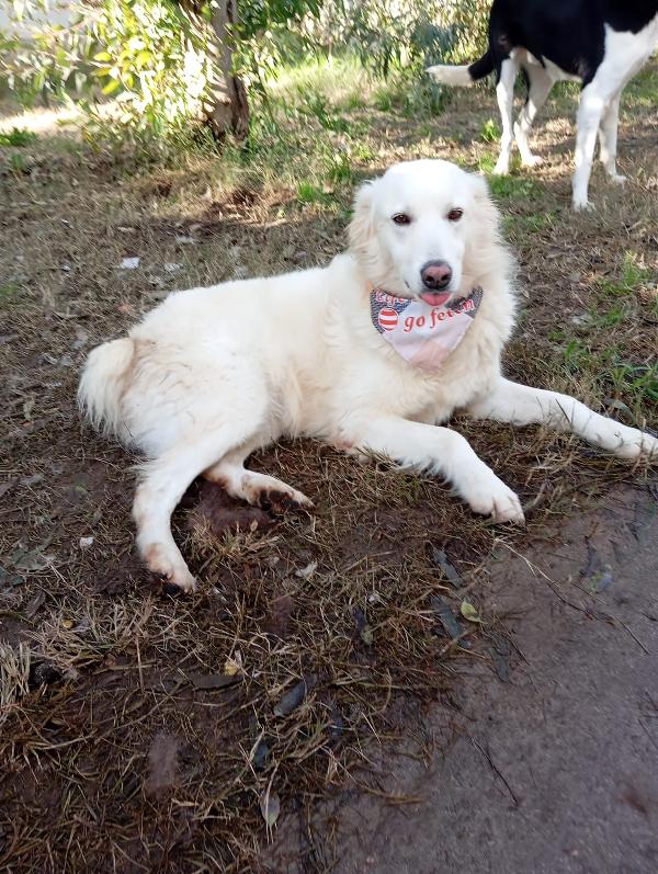 Vanda, taglia media!  Foto 3