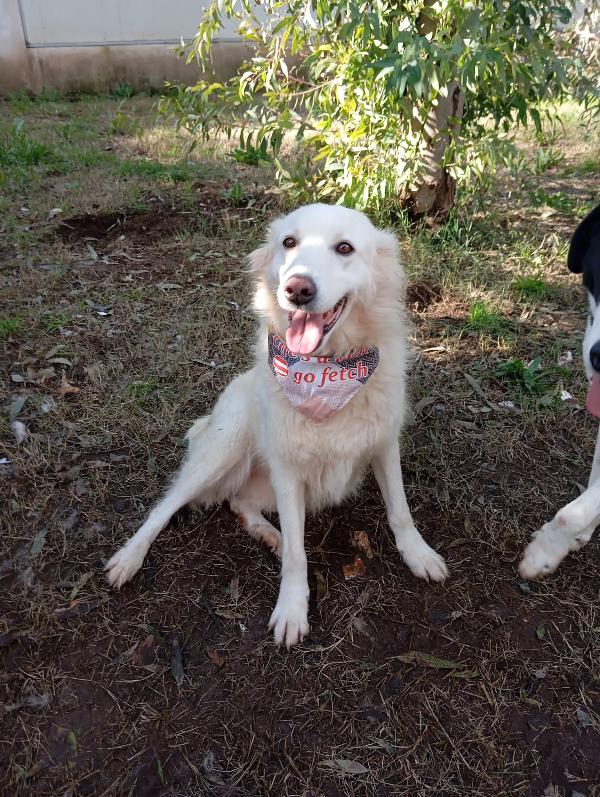 Vanda, taglia media!  Foto 4