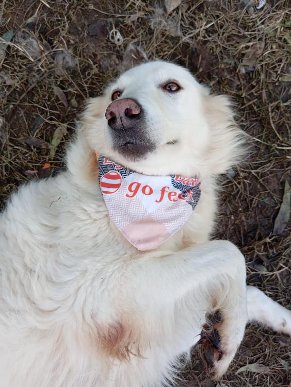 Vanda, taglia media!  Foto 5