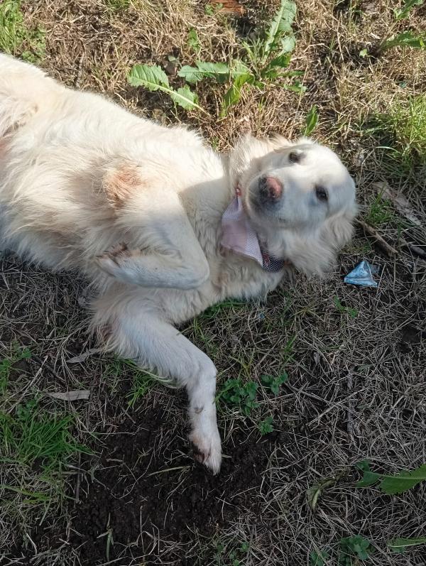 Vanda, taglia media!  Foto 6