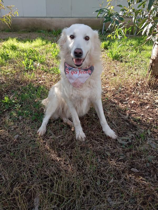 Vanda, taglia media!  Foto 7