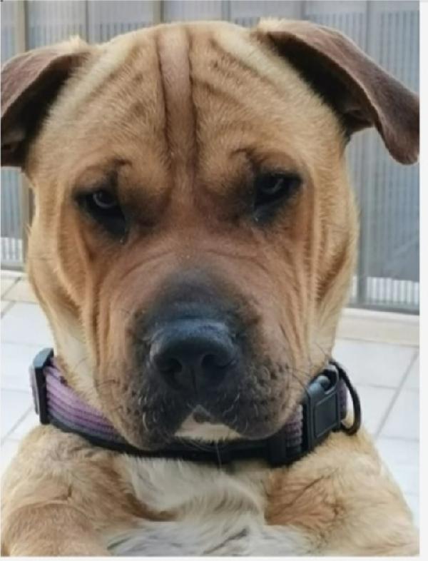 Simil Sharpei femmina 5anni PALERMO Foto 2