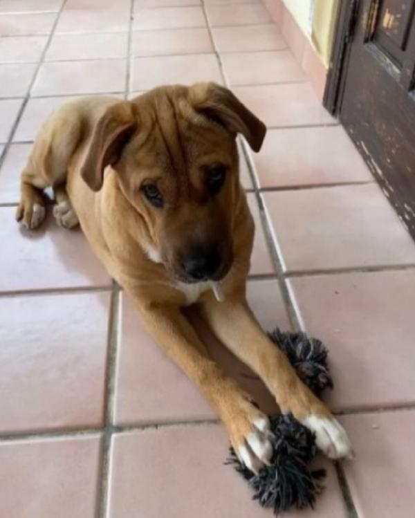 Simil Sharpei femmina 5anni PALERMO Foto 3