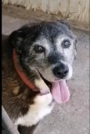 Lady 12Anni Tg Media In Canile Da Tanto.napoli